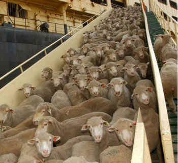 sheep on transpot ship