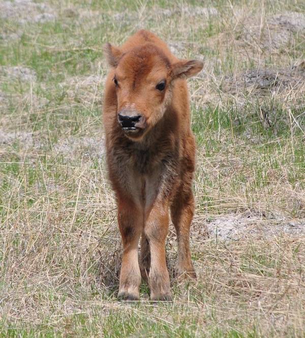 bison calf