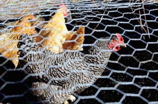 backyard chicken coop