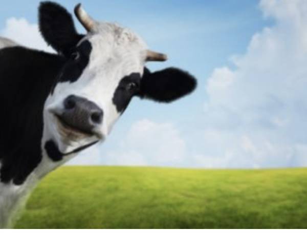 cow face
