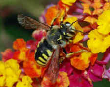big macs killing bees