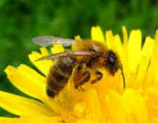 big macs killing bees