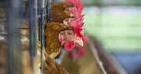 bird flu chickens