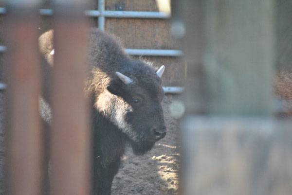 bison calf