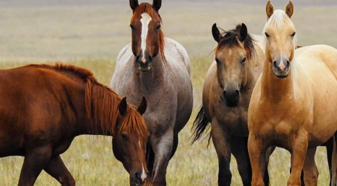 wild horses