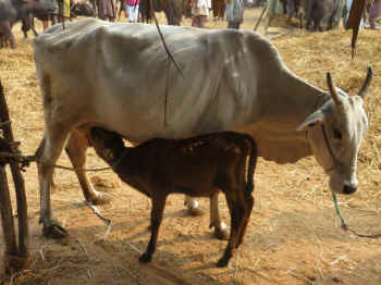 live cattle market India