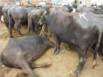 live cattle market India