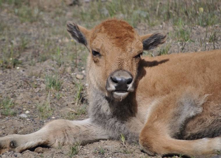 bison calf