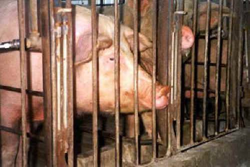 pig gestation crate