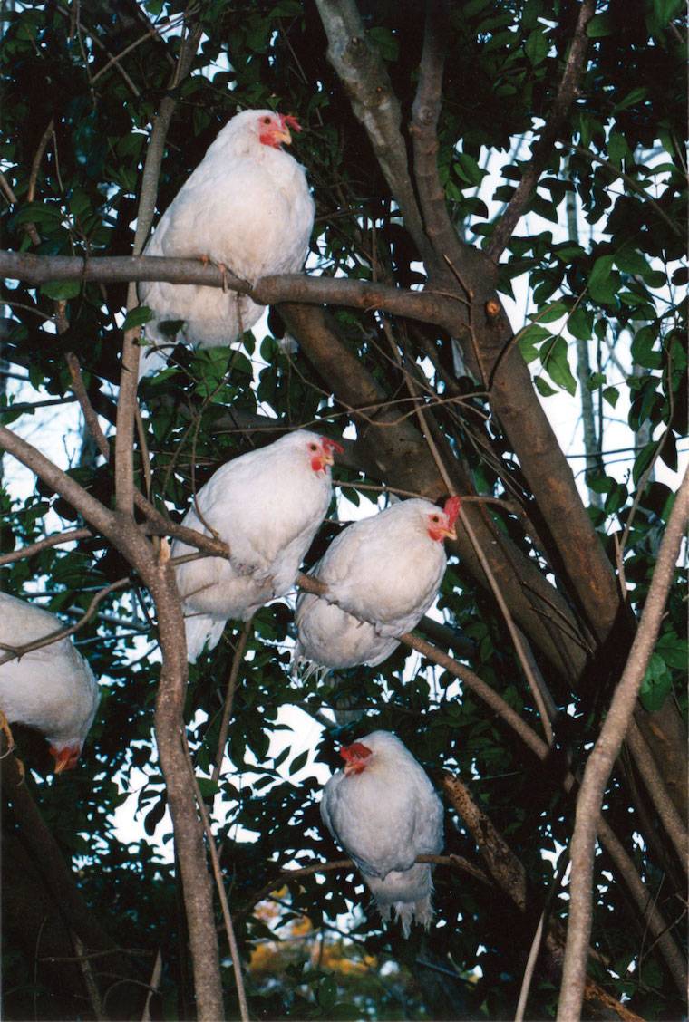 chickens in trees