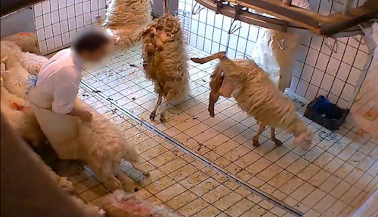 lamb slaughterhouse