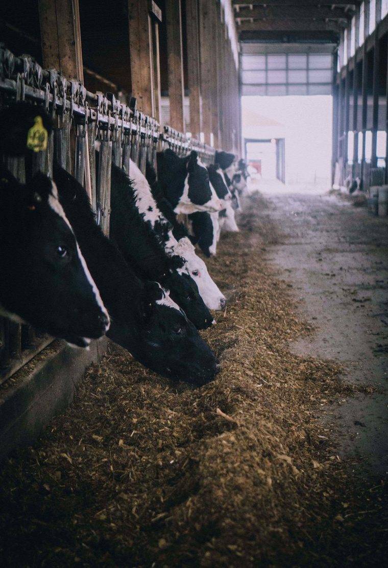 dairy cows