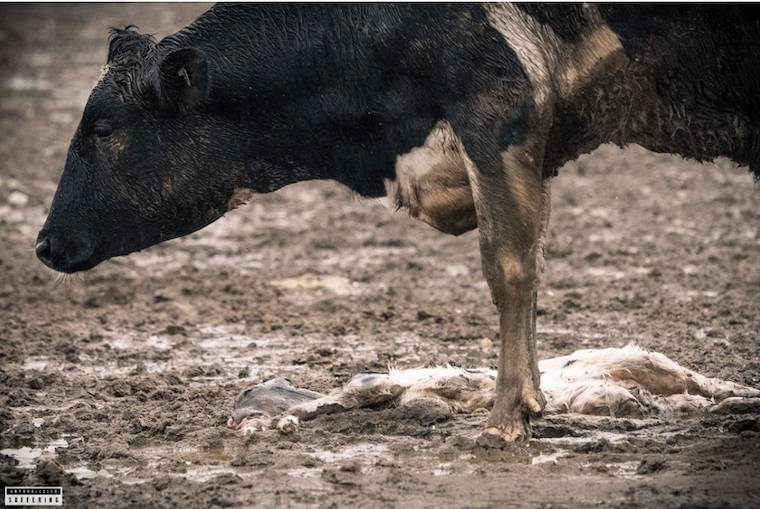 Cow and Dead Calf