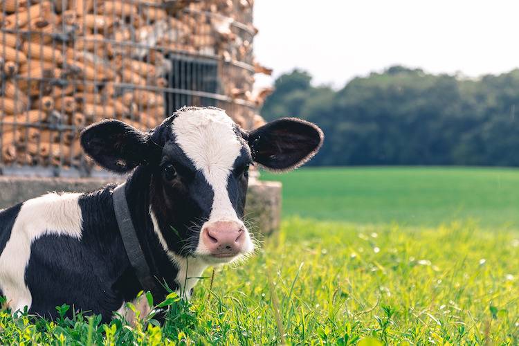 calf