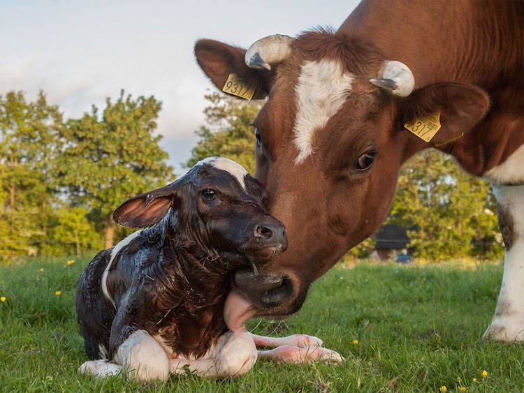 cow and calf