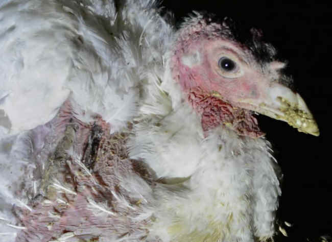 whole foods turkey