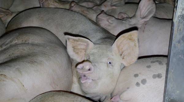 crowded farmer john pigs