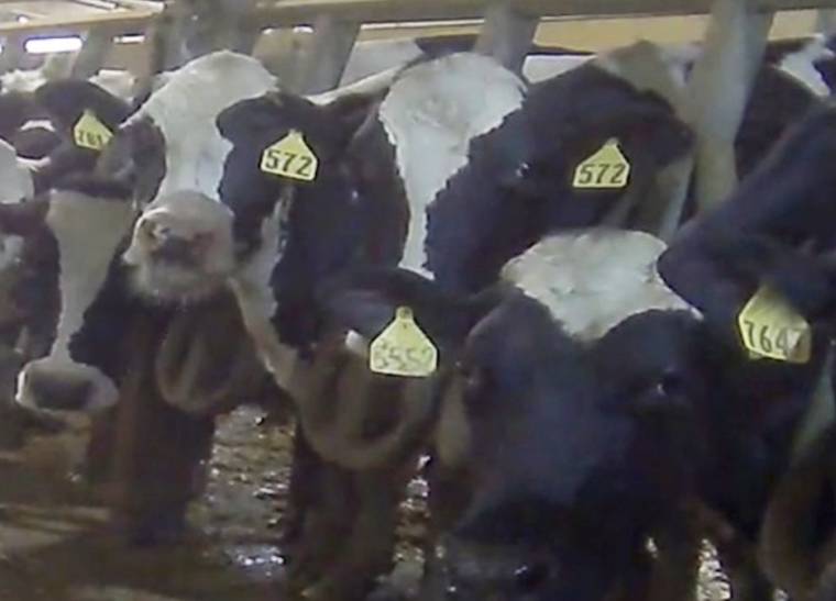 dairy cows