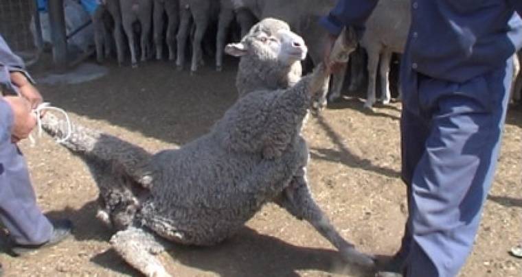 exported Sheep
