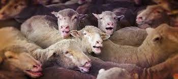 exported Sheep