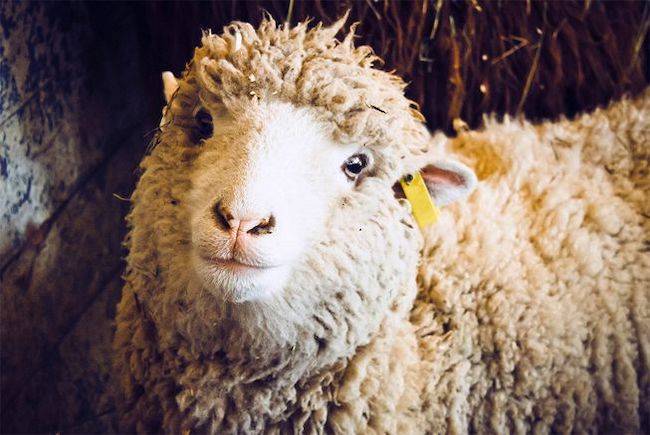 Sheep