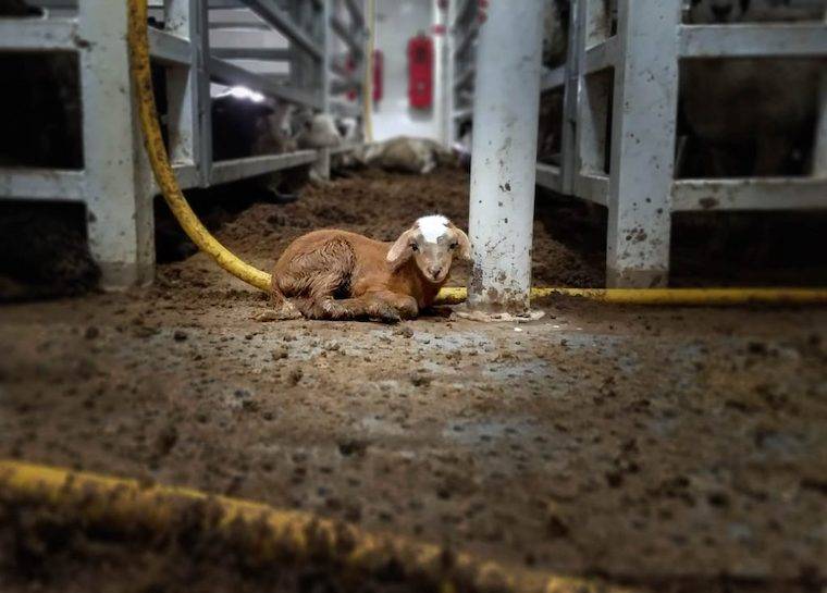 Exported Lamb