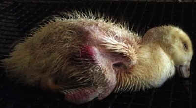 factory farmed duck