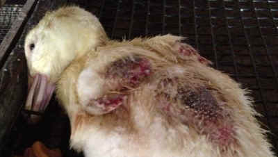 factory farmed duck