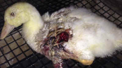factory farmed duck