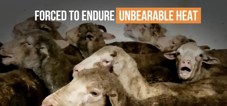 live export ship