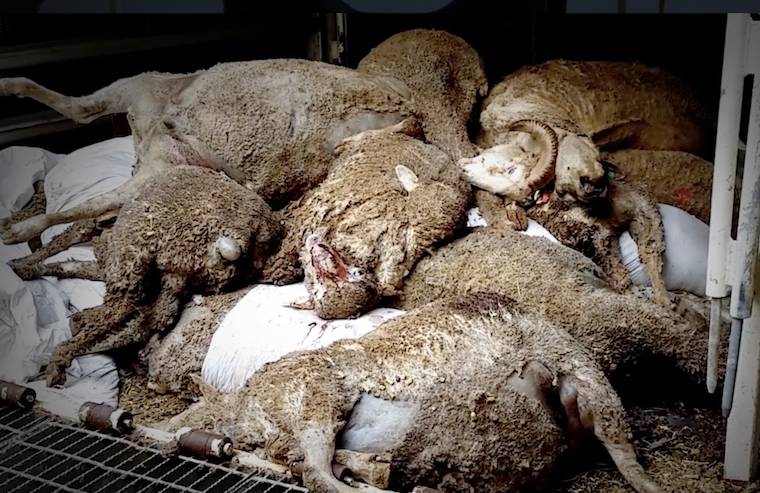 live export ship