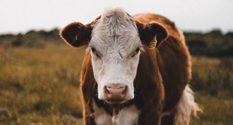 cow face