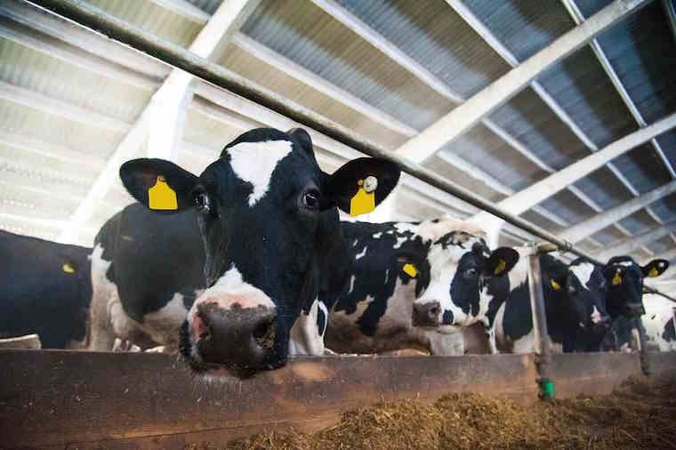 black and white cows