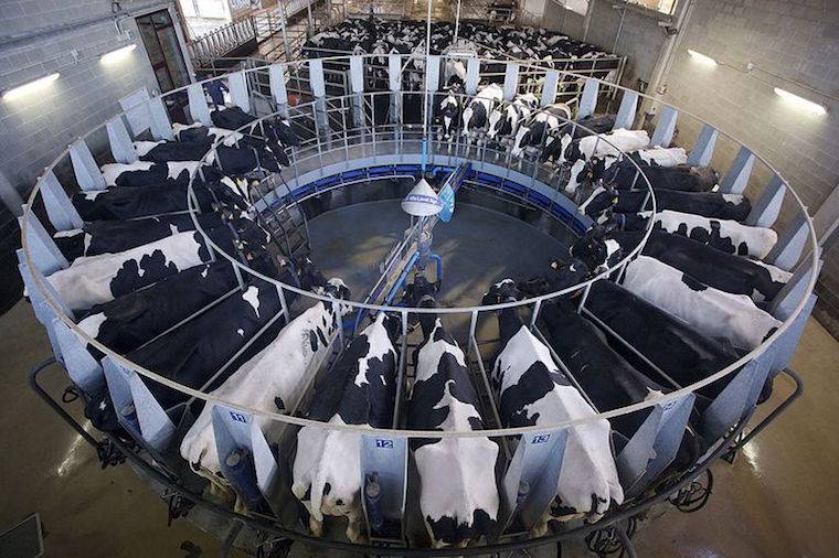 milking carousel