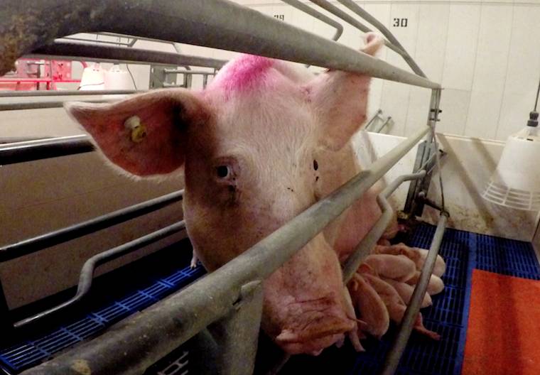 pig and piglets