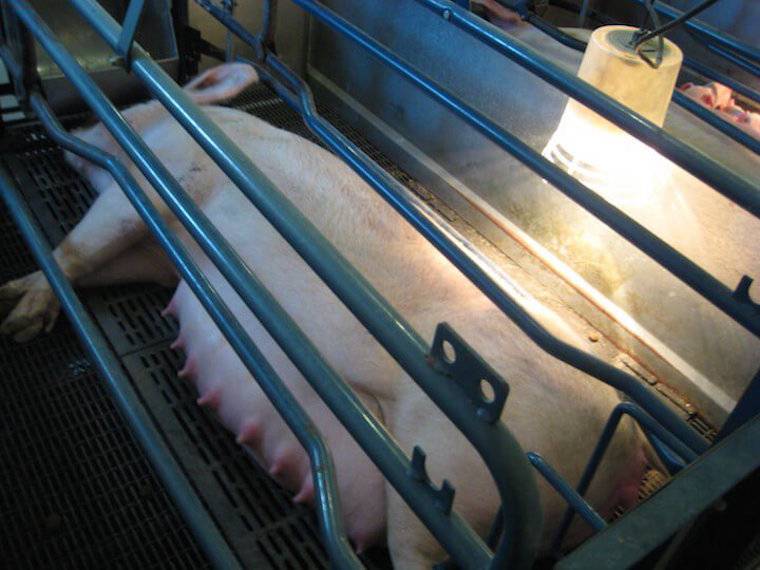 gestation crate