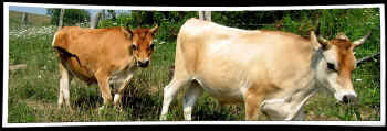 Food for Life dairy