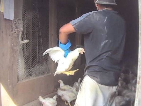 cruelty to chickens