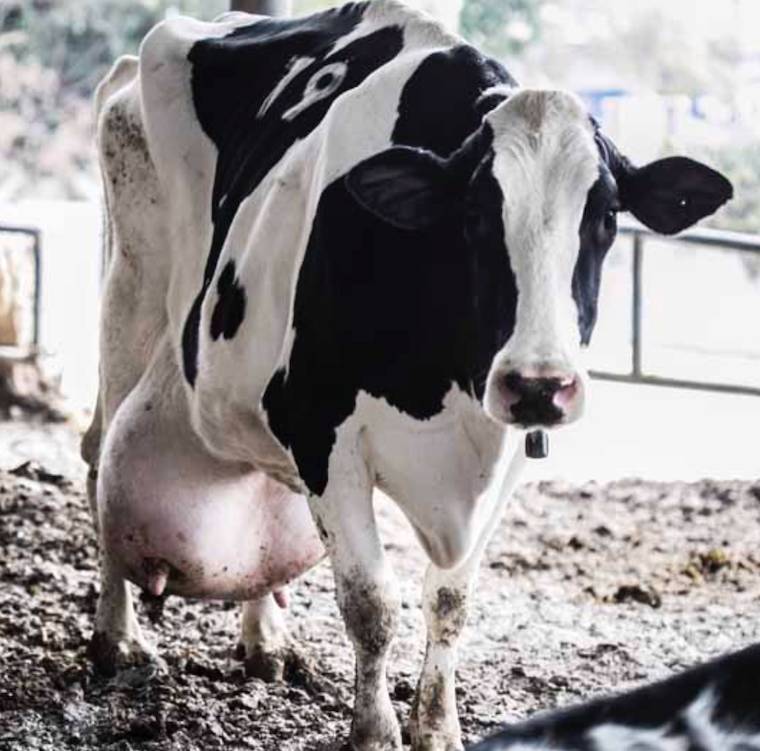 dairy cow