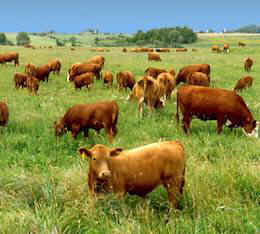 grass-fed beef