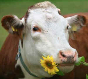 dairy cows drugs