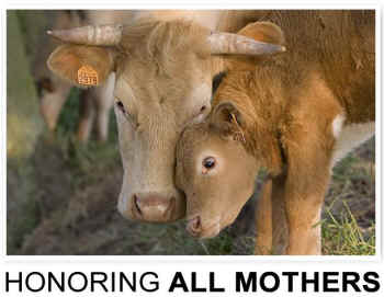 mother cow and calf
