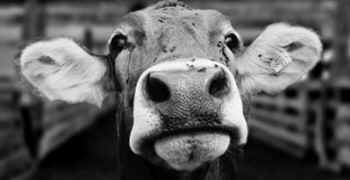 grieving cow mom