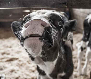 baby calf