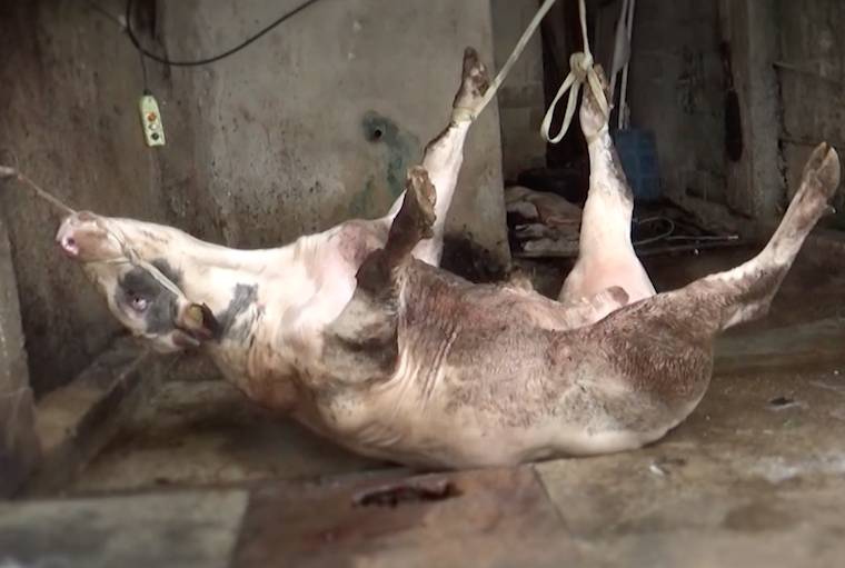 exporting tethered cow