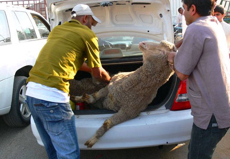 sheep stuffed into trunk