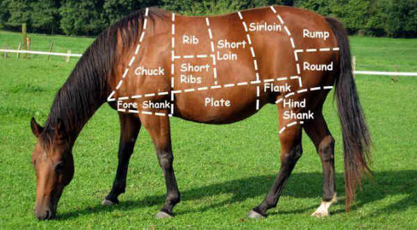 horse meat diagram