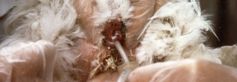 turkey artifical insemination