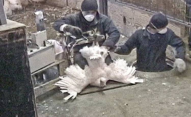 artifical insemination turkey