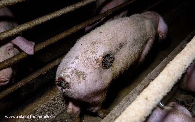 breeding sow